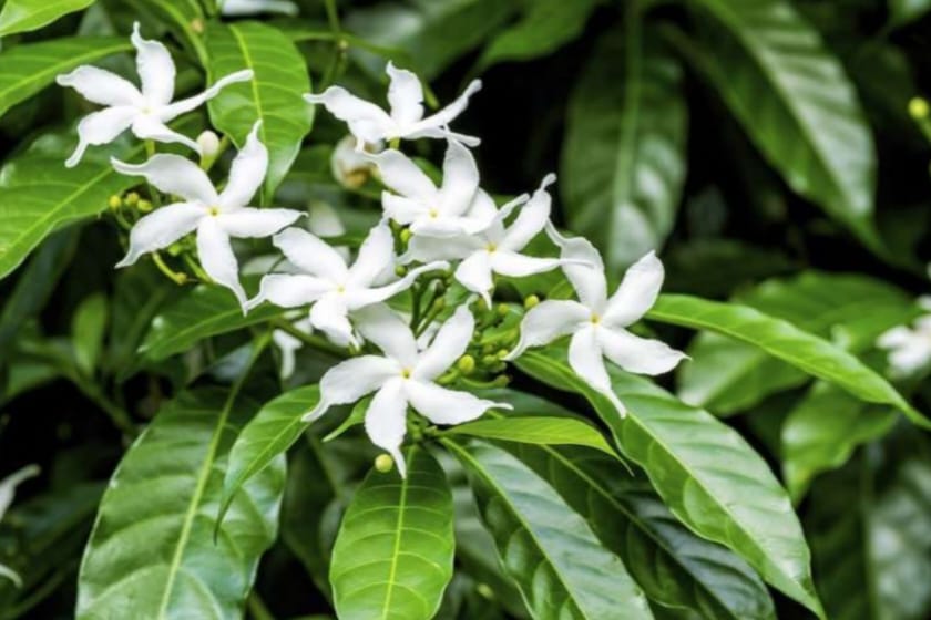 Night-Blooming Jasmine