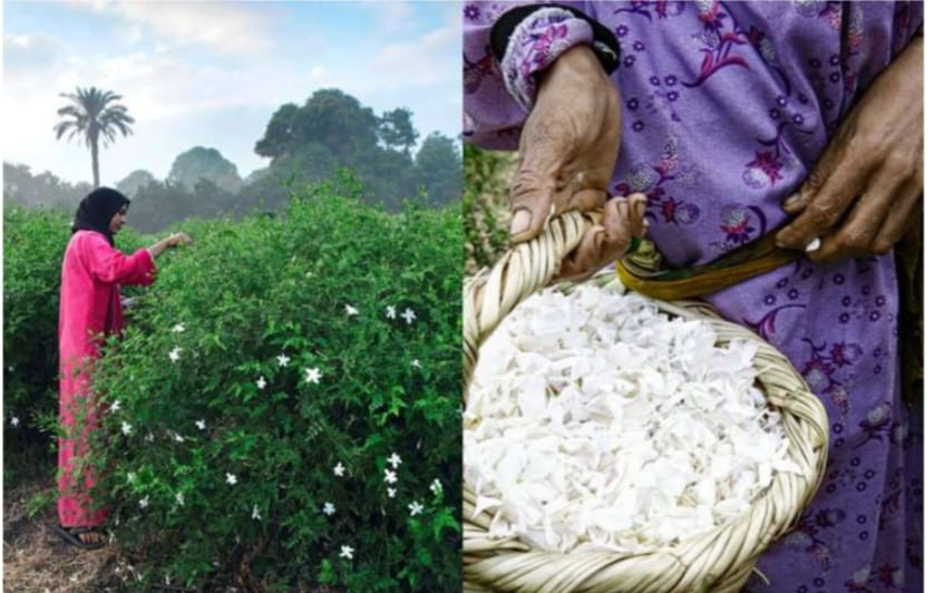 Processing of jasmine flowers to produce perfume